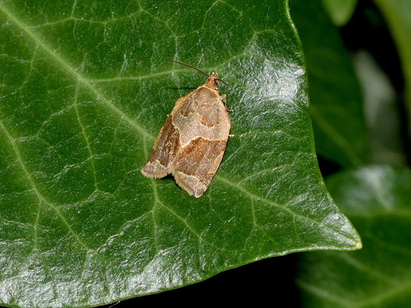 Clepsis dumicolana (Tortricidae)